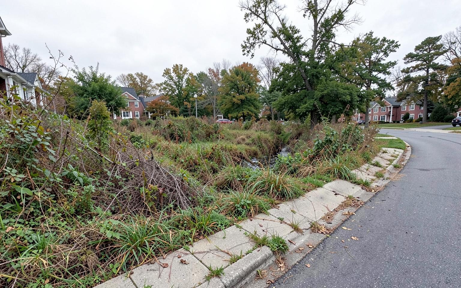 Overgrown vegetation along a condominium roadway before clearing