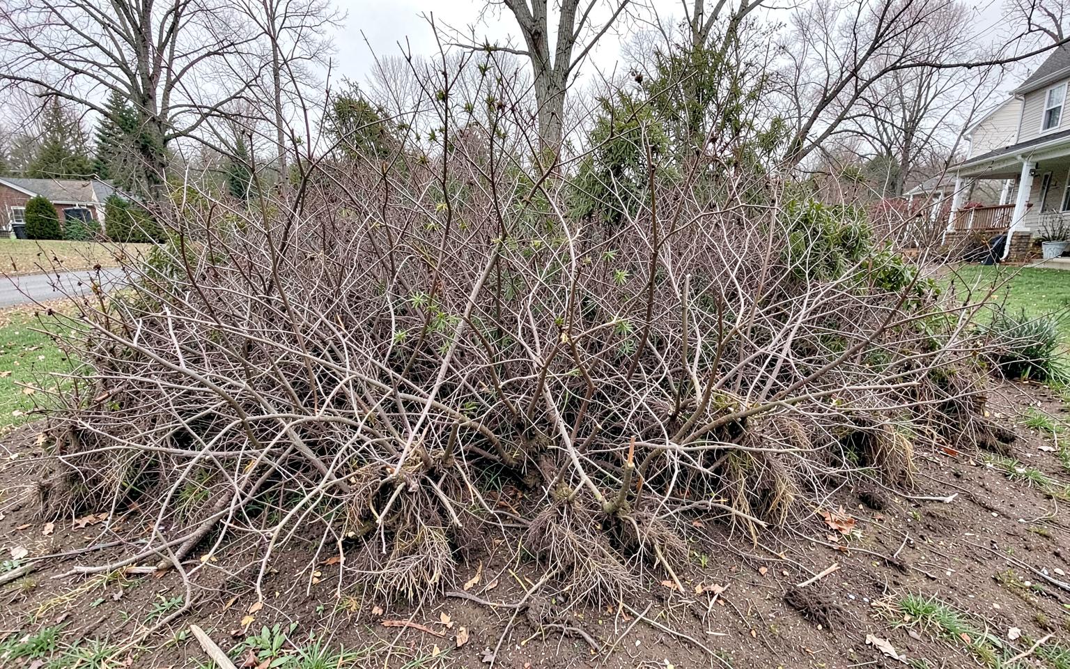Persistent brush stems and root crowns before excavation