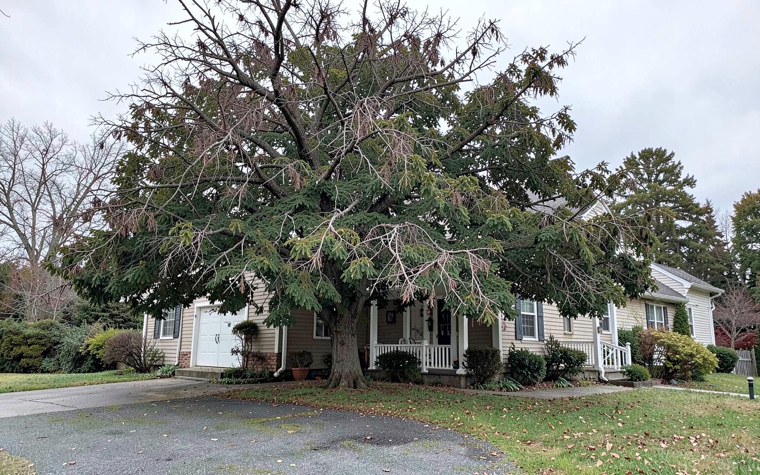Overgrown maple canopy hanging close to a house before pruning