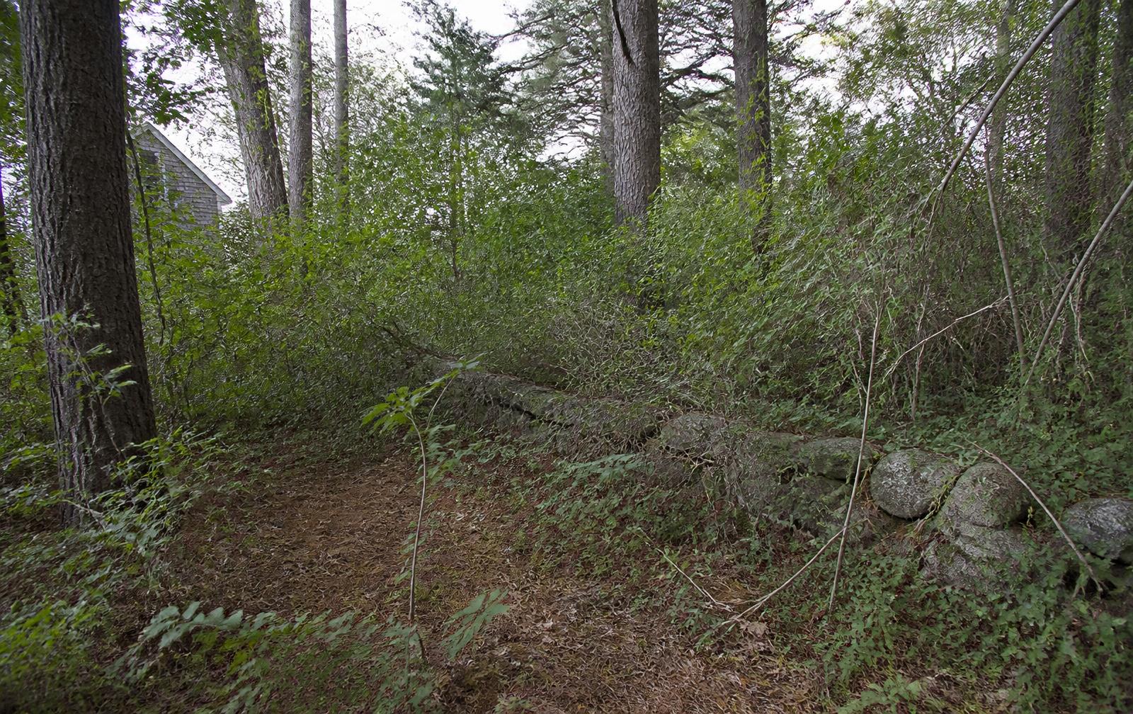 Overgrown property edge behind a New England home — dense saplings, brambles and vines burying an old stone wall