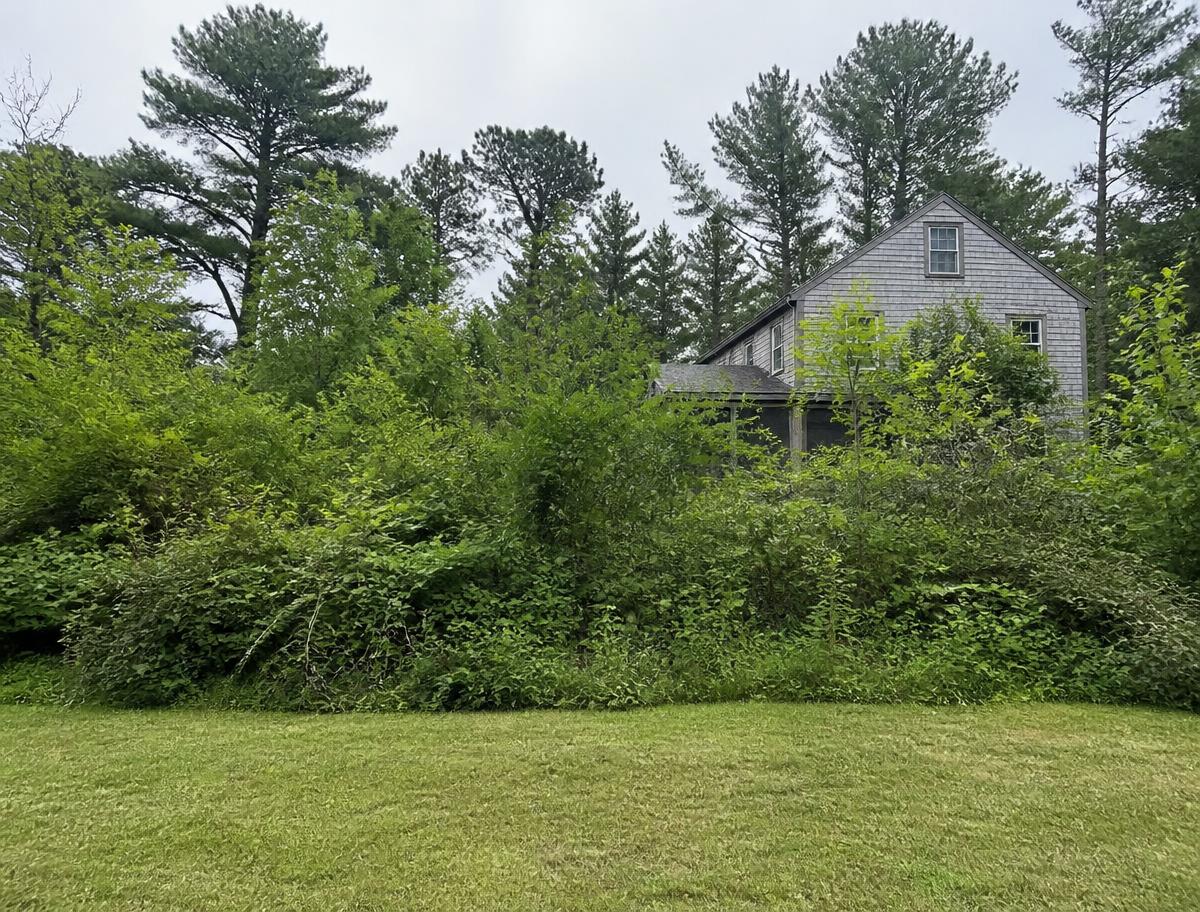 Lawn ending at a wall of dense brush and saplings crowding the back of a New England home