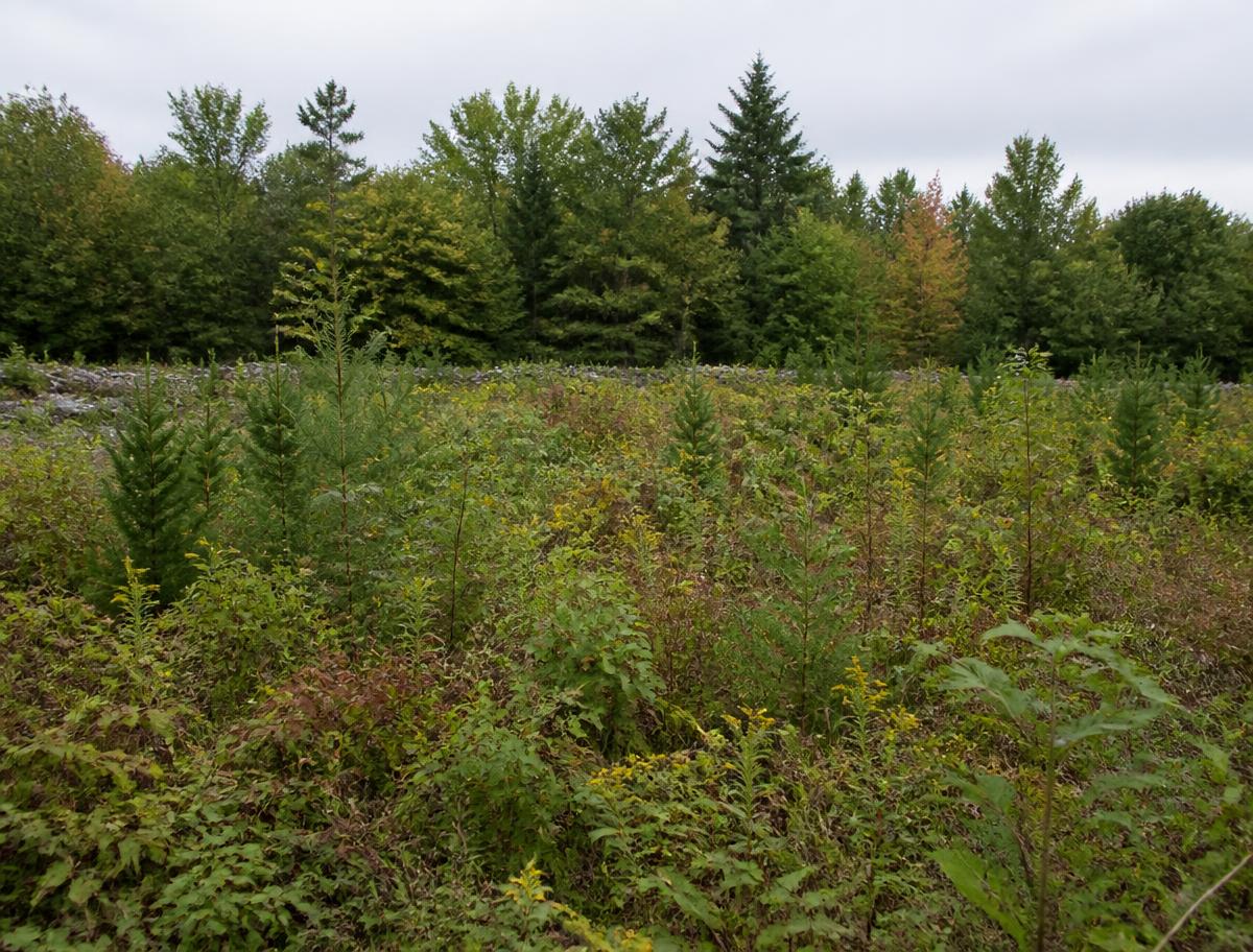Neglected New England field reverting to woods, overtaken by scrub, brambles and young pines
