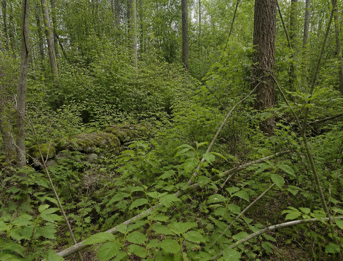 Impassable woodland understory of vines, brambles and fallen limbs burying an old stone wall