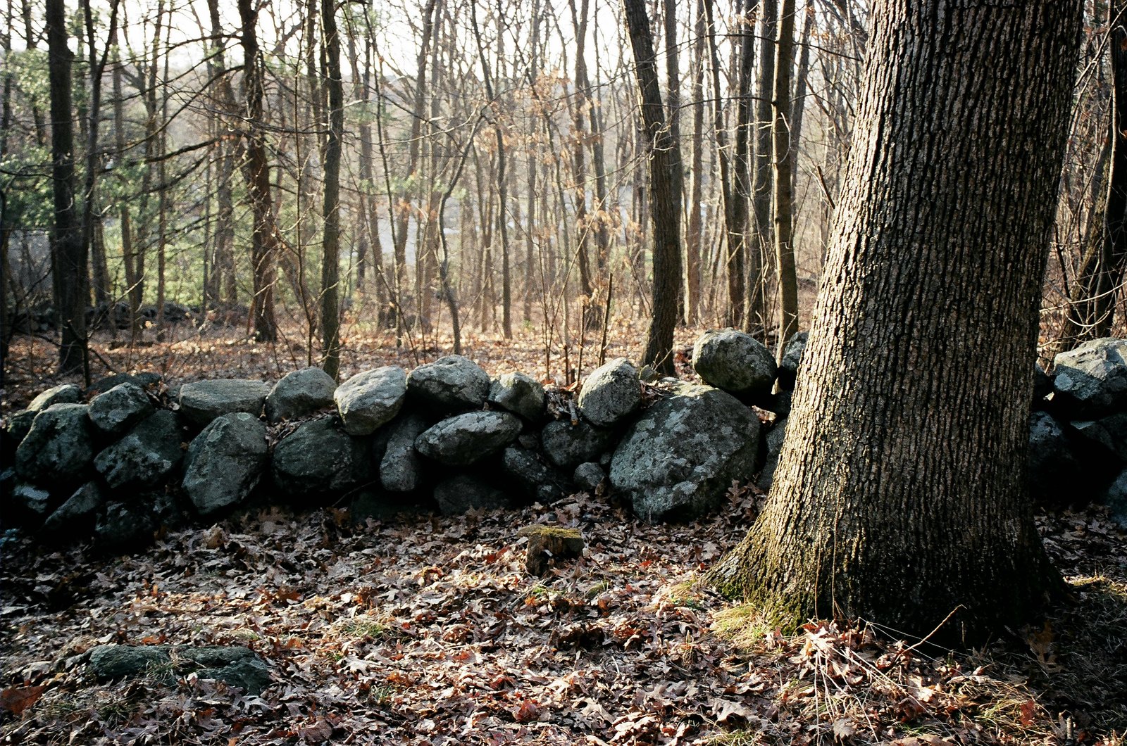 Cleared mulched path through pine woods with open sight lines under a mature canopy