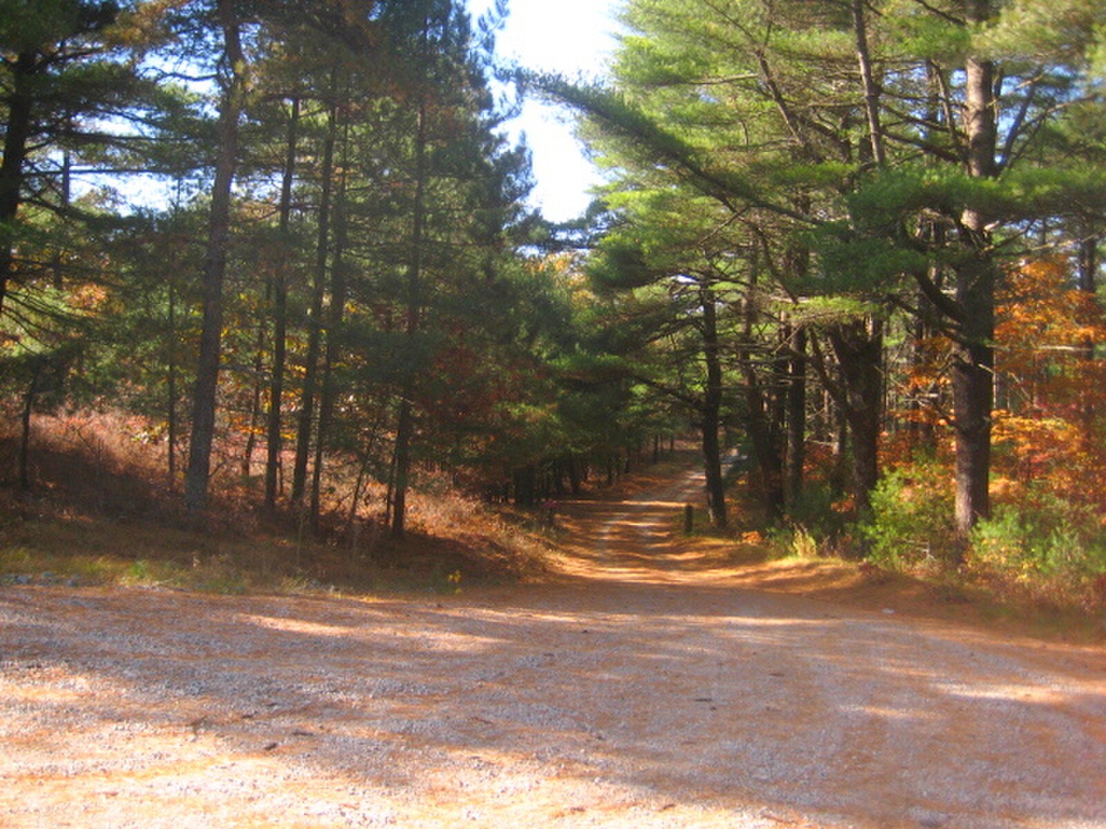 Freshly cleared mulched trail through New England pine woods